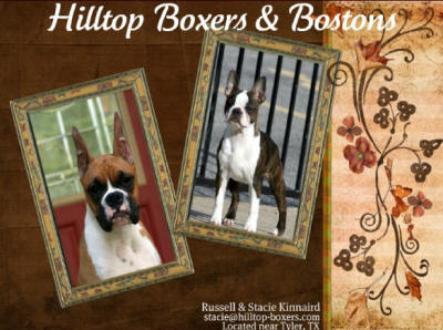 Hilltop_Boxers_Bostons