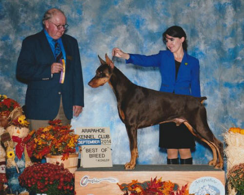 Noah - Best of Breed Sept 2014